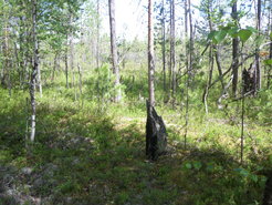 Siberian forest, June 2015