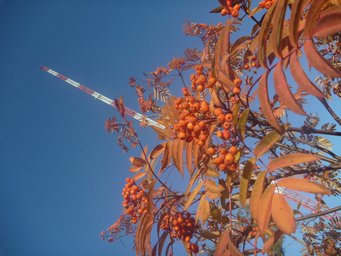 Der Turm im Herbst 2015. Zotto Turm hinter herbstlich gefärbten Blättern.