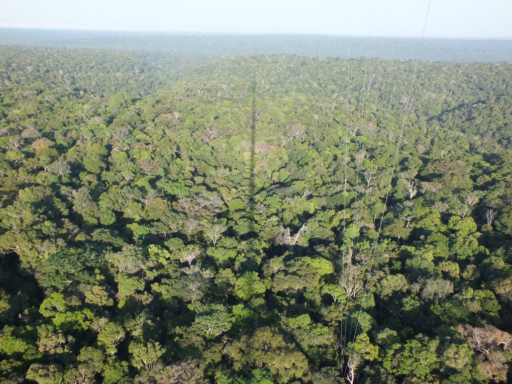 Schatten des ATTO Turms über dem Amazonas Regenwald